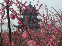 三月女人天，别样妇女节